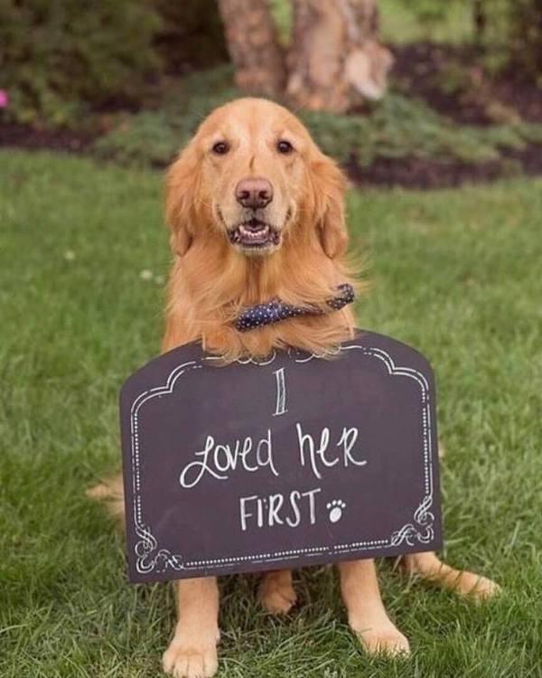 Wedding photography ideas with animals, pets, dogs