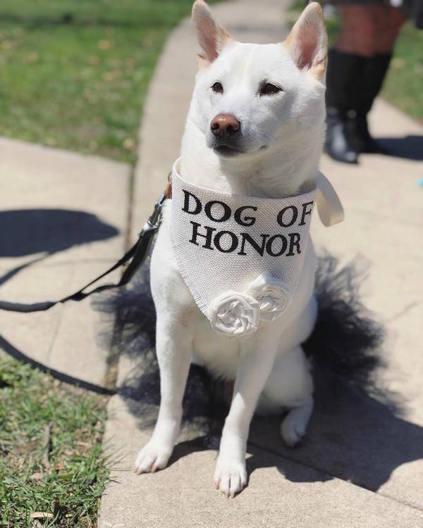 Wedding photography ideas with animals, pets, dogs