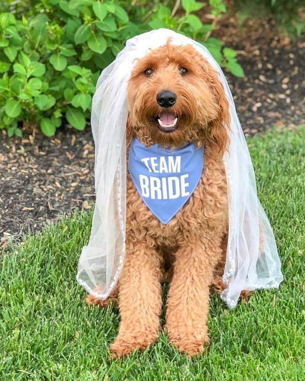 Wedding photography ideas with animals, pets, dogs