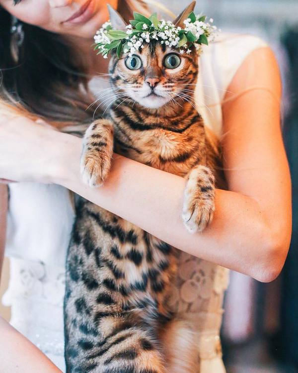 Wedding photography ideas with animals, pets, dogs