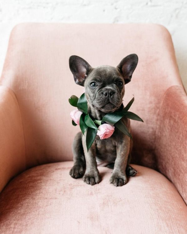 Wedding photography ideas with animals, pets, dogs