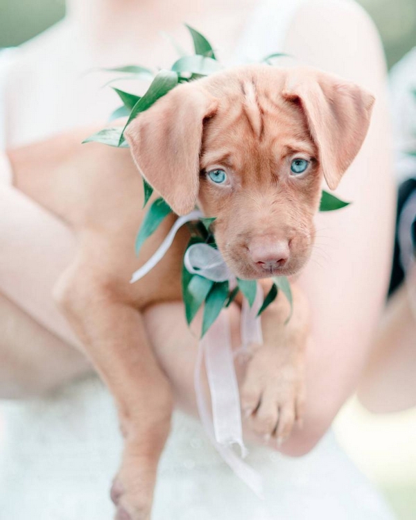 Wedding photography ideas with animals, pets, dogs