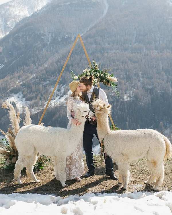 Wedding photography ideas with animals, pets, dogs