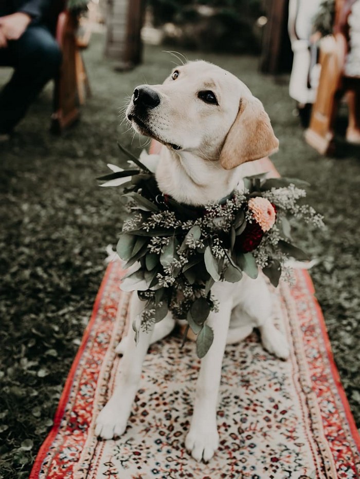 wedding dogs with silver sage greenery wedding flower wreath