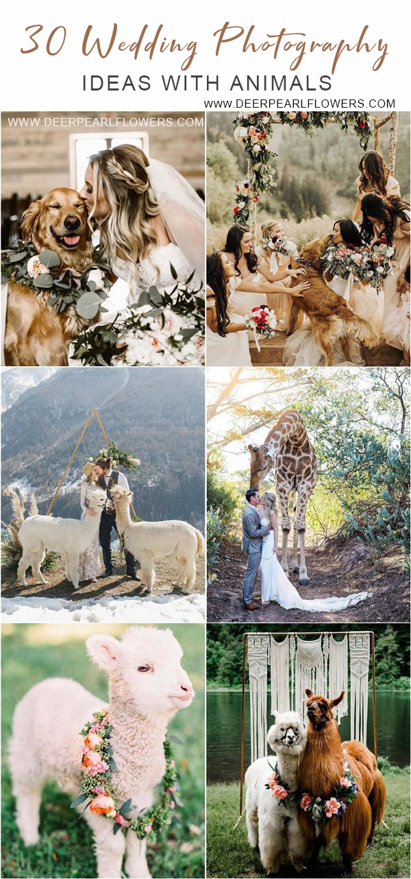 Wedding photography ideas with animals, pets, dogs, cats 