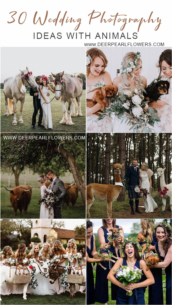 Wedding photography ideas with animals, pets, dogs, cats 