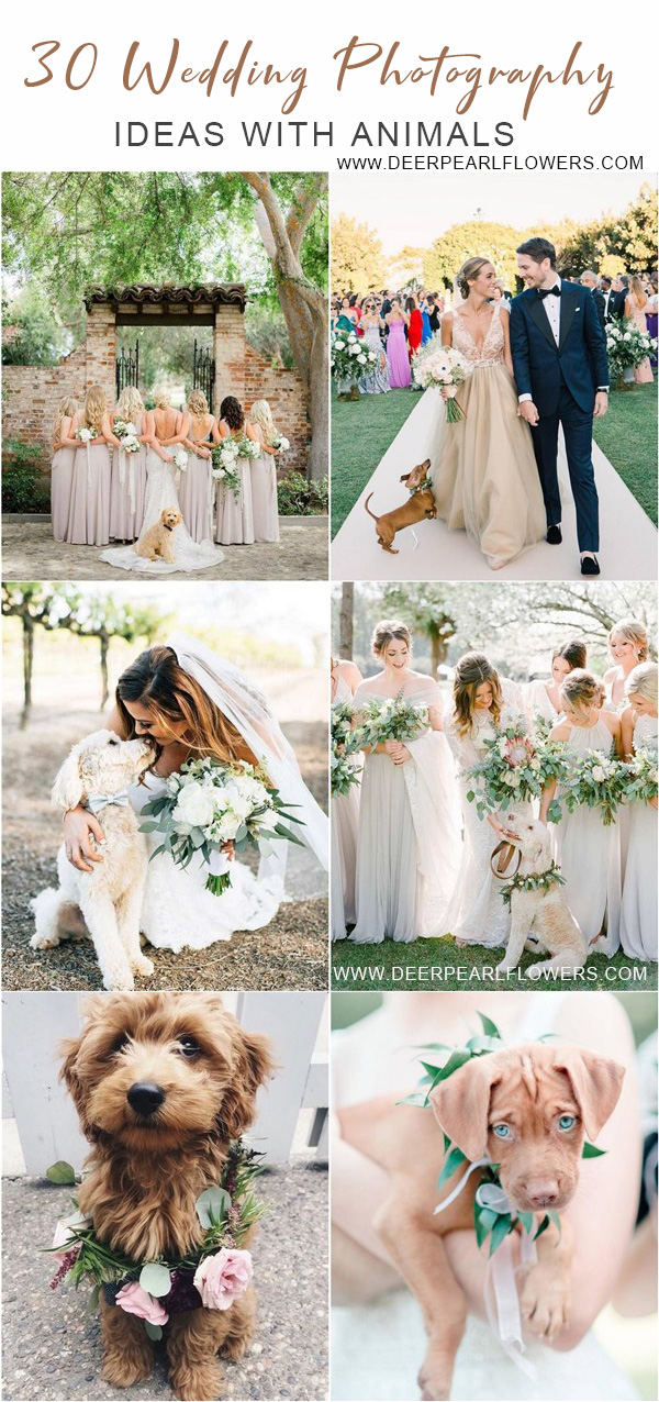 Wedding photography ideas with animals, pets, dogs, cats 