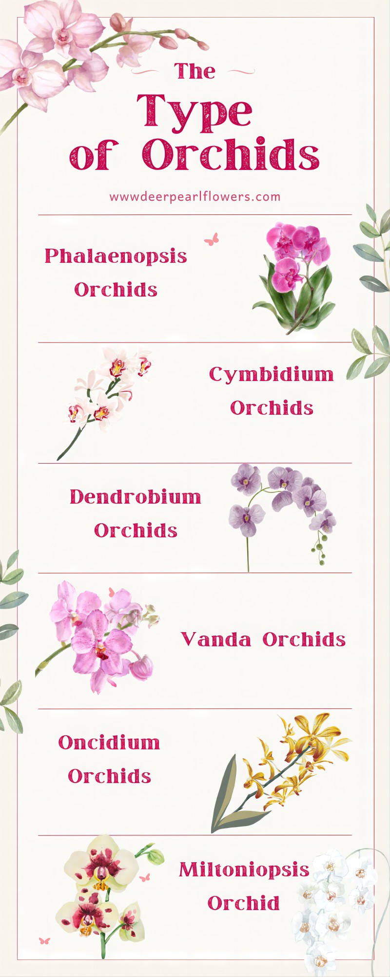 Types of Orchids