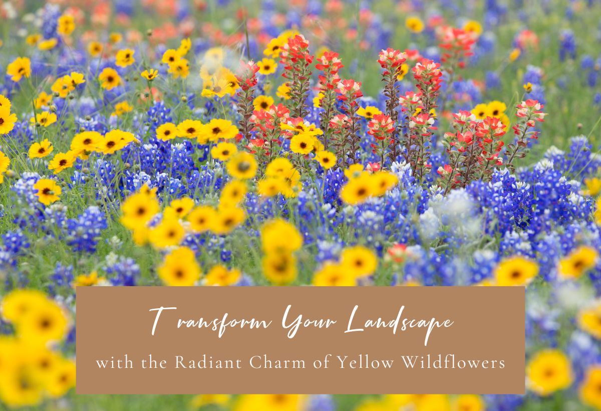 Transform Your Landscape with the Radiant Charm of Yellow Wildflowers