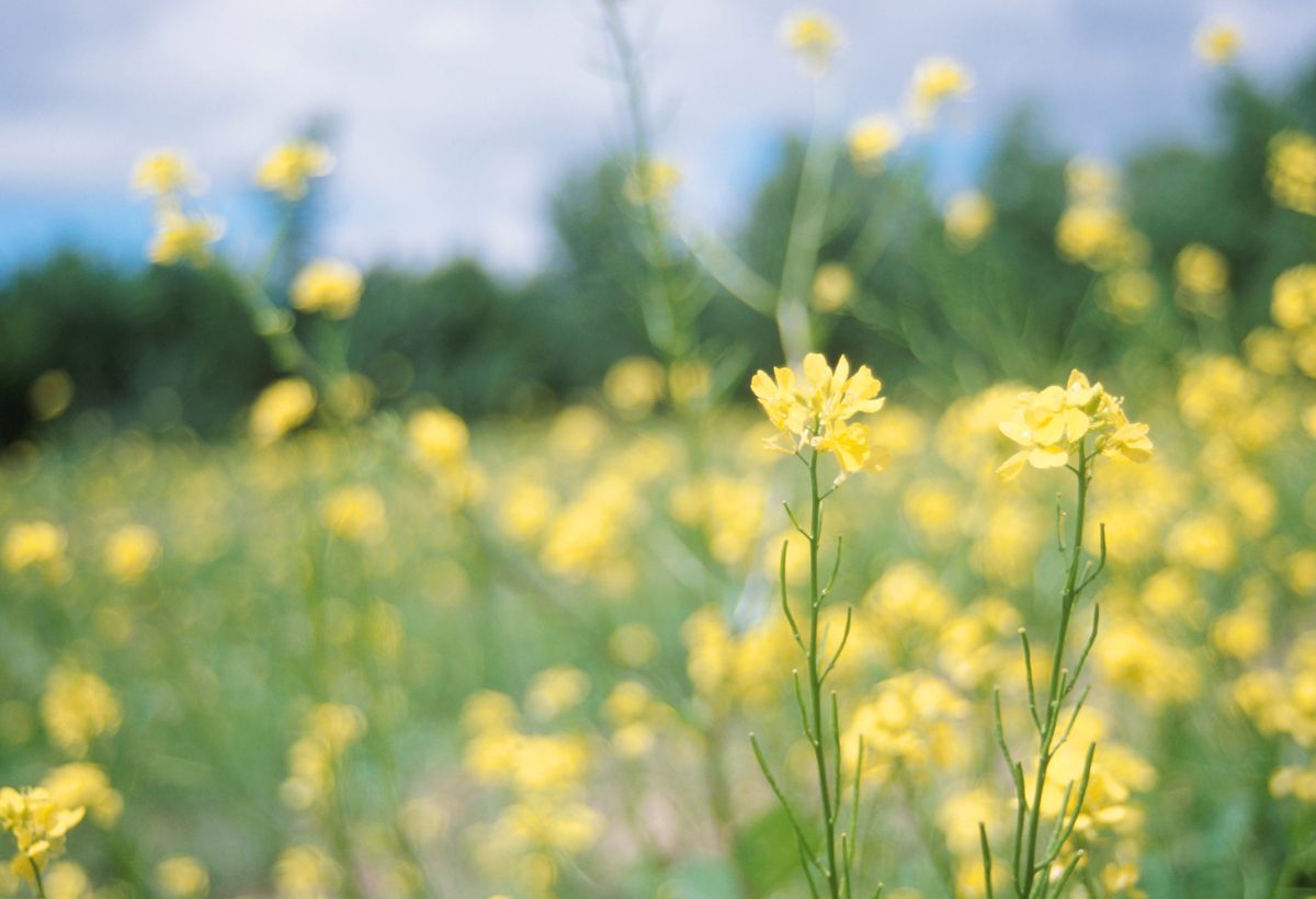 Yellow Wildflowers 1