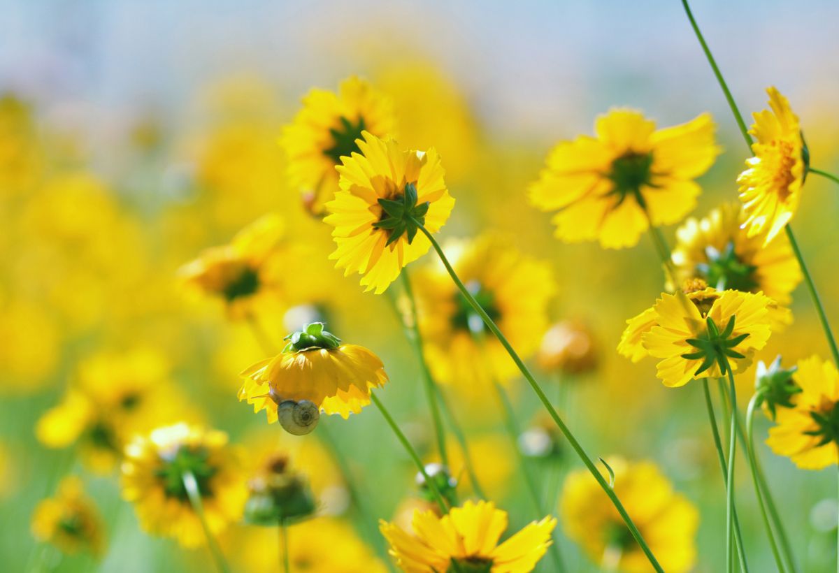 Yellow Wildflowers